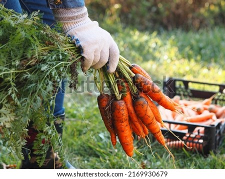 Female hand with bundles of harvesting carrots with tops. We remove the carrots from the garden and put them in storage for future use. Royalty-Free Stock Photo #2169930679