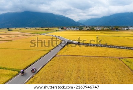 Aerial view of tourists riding tricycles on country roads across rice paddy fields in the season of golden harvest, with mountains on the distant horizon, in Chishang Township, Taitung County, Taiwan Royalty-Free Stock Photo #2169946747
