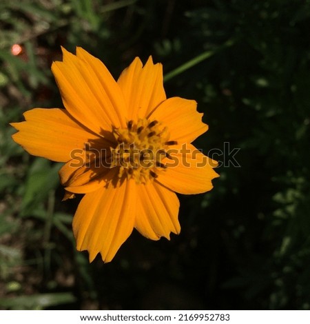 Yellow asian summer flower blossom