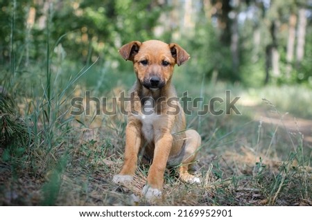 Cute red mix breed puppy in grass. Outbred dog in summer forest Royalty-Free Stock Photo #2169952901