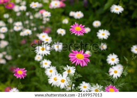 cute flower chamomile chrysanthemum blossom in the meadow natural flower photography