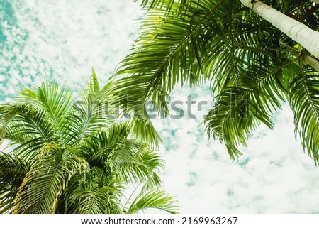 Lush palm crowns against a turquoise sky with white clouds. View from the ground. Summer travel banner. Sunny bright photo with space for text.
