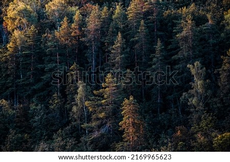 Aerial view forest tree. Forest ecosystem and environment concept background. Texture of forest from above in sunrise light.