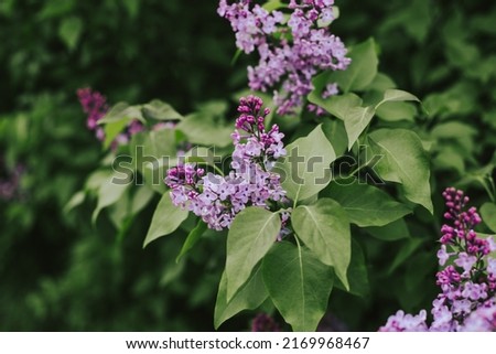 The lilac bush blooms beautifully. Lilac branch close-up