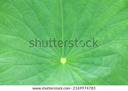 lotus leaf veins are wide and large. copy space for environment, greenery, beauty, religion, meditation, yoga and natural.