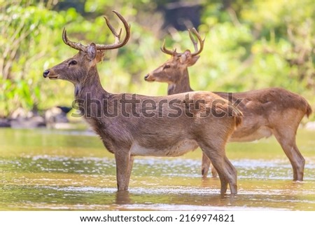 Eld’s Deer in the creek Royalty-Free Stock Photo #2169974821