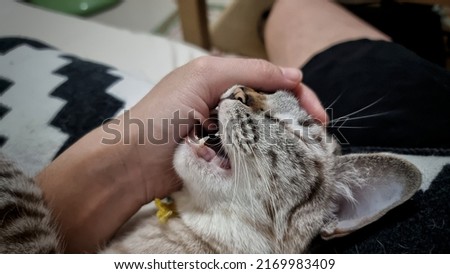 a cute cat playing and biting human hand. Royalty-Free Stock Photo #2169983409