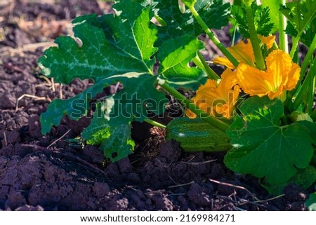 Zucchini plant. Zucchini flower. Green vegetable marrow growing on bush, on a wooden table.
