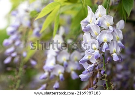 Wisteria tree blooming, flowering blossom in Japanese park.