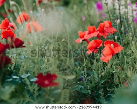 Wild country garden with red poppies.