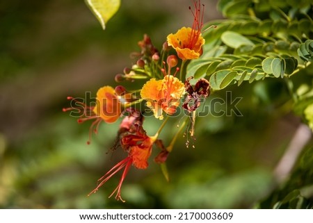 Flowers of the plant Caesalpinia pulcherrima (Fabaceae family) poinciana, peacock flower, red bird of paradise, Mexican bird of paradise, dwarf poinciana, pride of Barbados, flos pavonis and flamboyan