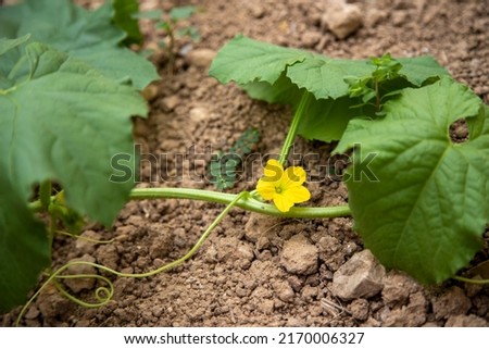 Toad skin melon plant, small yellow flowers, melon blossoms, in 