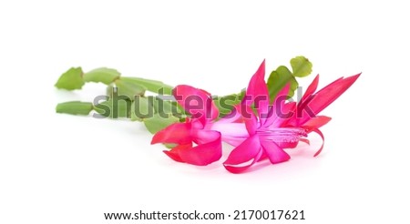 Bouquet pink zygocactus isolated on a white background.