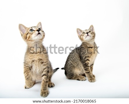 Two Cute Tabby Kittens on Light Background