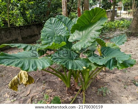 Colocasia plant, Elephant ear, Cocoyam, Dasheen, Eddoe, Japanese taro and fern planted in the garden.The exotic giant taro usually planted in Bali as decoration plant also called kochu gach in Bengali