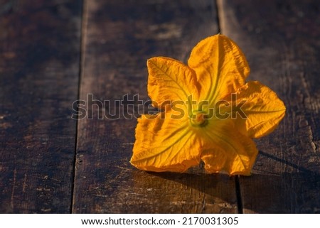 Zucchini plant. Zucchini flower. Green vegetable marrow growing on bush, on a wooden table.