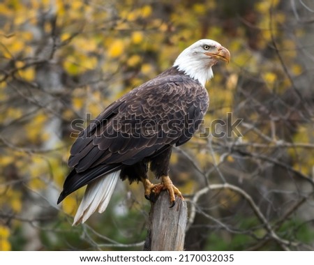A Bald Eagle perched in front of the autumn leaves in Northwest Ontario, Canada.