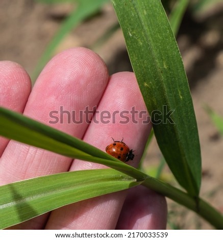 Close-up of a human hand holding a tiny ladybug and the leaves of a grass plant on a warm sunny day in June with a blurred background. Royalty-Free Stock Photo #2170033539