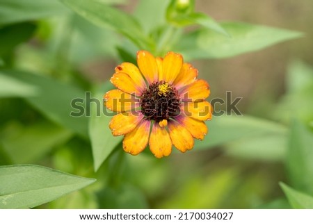 Very beautiful, delicate orange flower, grows on a bed. Nice warm background and decoration.
