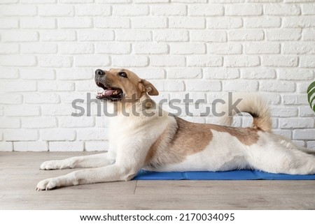 Pet care. Cute mixed breed dog lying on cool mat in hot day looking up, white brick wall background, summer heat Royalty-Free Stock Photo #2170034095