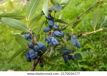Close up of ripe and juicy honeysuckle berries on the branch, summer background . Ripe berries of the edible honeysuckle Lonicera on a branch on a background of green leaves. Royalty-Free Stock Photo #2170036177