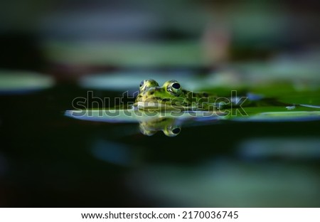 The edible frog is a species of common European frog, also known as the common water frog or green frog. It is used for food, particularly in France for the delicacy frogy legs. Royalty-Free Stock Photo #2170036745