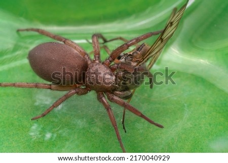 Lycosidae wolf spiders on a green background, Entelegynae wolf spider devours prey fly. photo of an insect in high resolution
