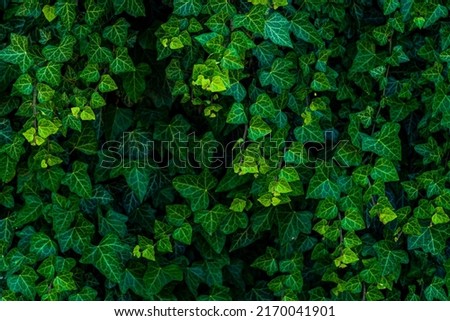 background of lush green ivy leaves Green ivy leaves with white veins growing on a bush climbing on a wall. Evergreen plant wall. A green ivy leaves - climbing or ground-creeping woody plant. pattern Royalty-Free Stock Photo #2170041901