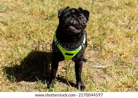 Little black pug in a light green dog vest looking into the camera. Background picture.