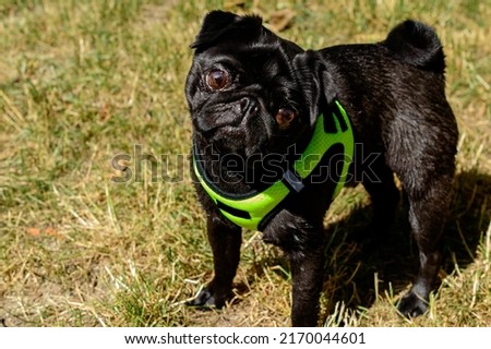Little black pug in a light green dog vest looking into the camera. Background picture.