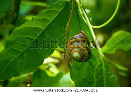 Old snail on a green leaf. The snail hid in the house.