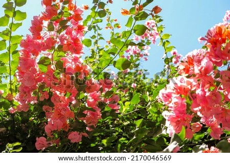 Close up of lush tropical bougainvillea flowers on a sunny day in Marbella with a blue sky. Flower background.