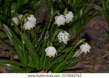 Spring snowflake is blooming. Spring snowflake (lat. Leucojum vernum) is a plant species of the genus Spring snowflake of the Amaryllis family (Amaryllidaceae). Royalty-Free Stock Photo #2170062763