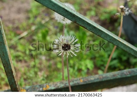 Dandelion growing near a metal fence.