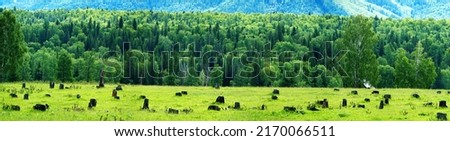 Grove was cut down in foothills, stumps were left on forest meadow against background of mountain mixed forest. Figurative concept of man's attack on nature. deforestation, anthropogenic impact Royalty-Free Stock Photo #2170066511