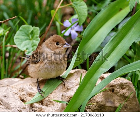 Sparrow close-up standing on a rock with a foliage and wildflower background  in its environment and habitat surrounding. House Brown Sparrow