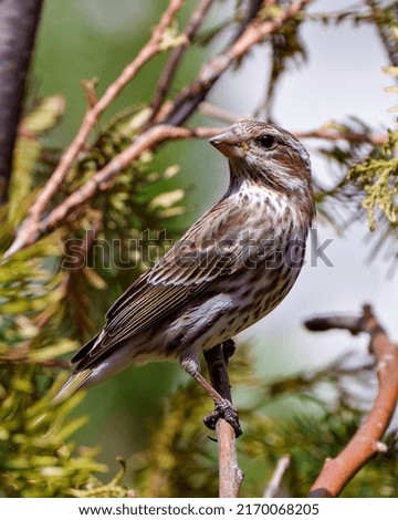 Song Sparrow perched on a coniferous branch with a blur background in its environment and habitat surrounding, displaying brown feather plumage.

