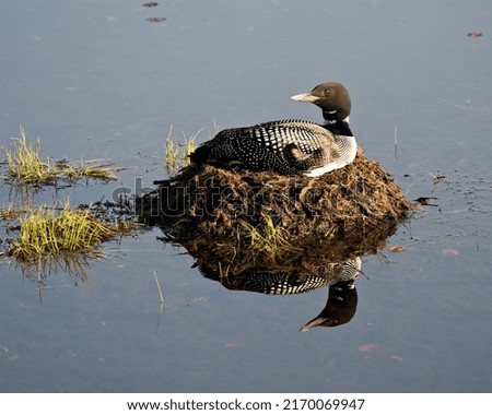 Loon nesting on its nest with marsh grasses, mud and water in its environment and habitat displaying red eye, black and white feather plumage, greenish neck with body reflection. 