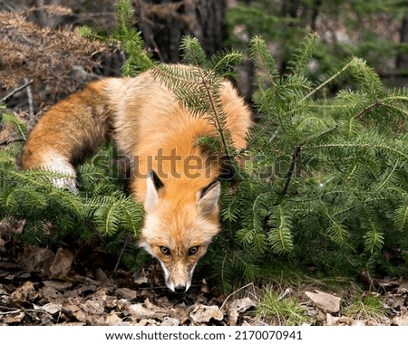 Red fox head close-up profile view between spruce branches in the spring season displaying fox tail, fur, in its environment and habitat with a blur background. Fox Image. Picture. Portrait. Photo.