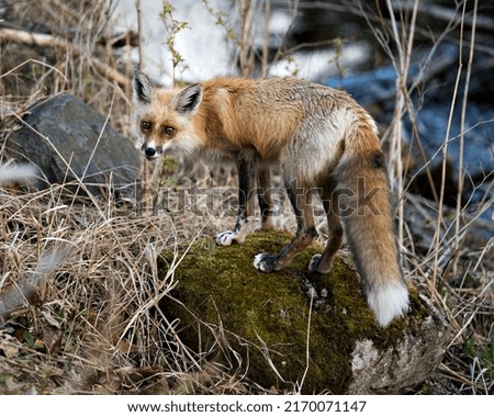 Red Fox standing on moss rock with blur background and looking at camera in its environment and habitat. Fox Image. Picture. Portrait.
