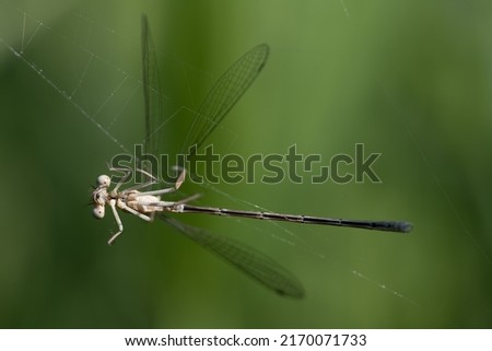 Close-up of a Feather Dragonfly (Platycnemis pennipes) trapped in a spider web against a green background and unable to escape.