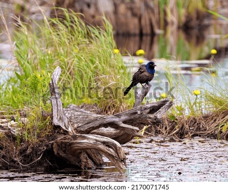 Common Grackle close-up perched on a dead tree branch with blur water background with yellow flowers and  displaying courtship plumage, beak, fluffy wings in its environment and habitat surrounding. 