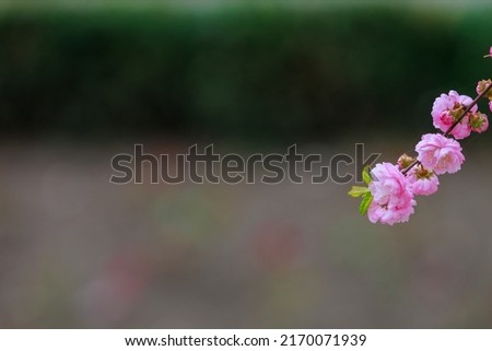 Flowers on a branch of a flowering sakura tree with selective focus on a blurred background. Defocused backdrop copy space for text