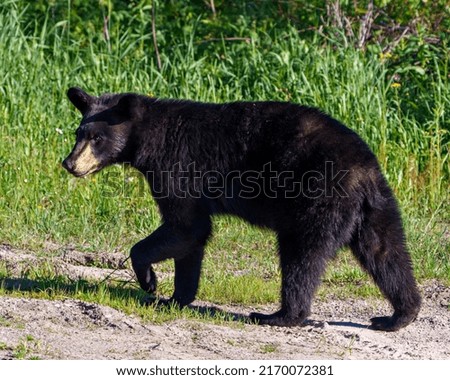 Black bear close-up side view in the field looking at the camera, displaying head, ears, eyes, nose, muzzle, paws in its habitat and environment with a green foliage background. Bear Portrait