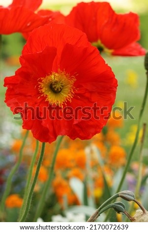 Fresh and bright red poppy flowers. Focus on flowers. Low angle view. Blurred background. Multicolored garden. Close-up