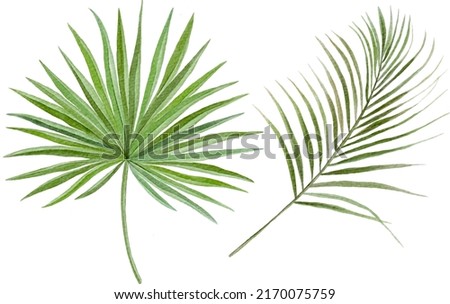 Digital watercolor painting individual palm leaves isolated on white Royalty-Free Stock Photo #2170075759