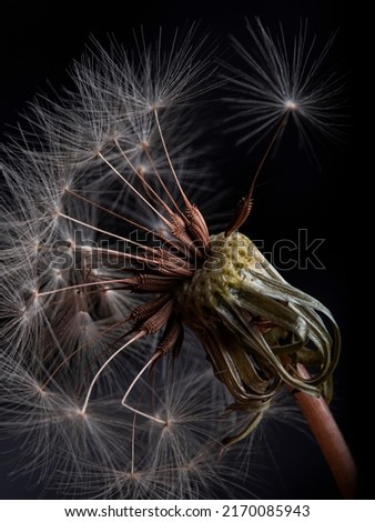 Macro photography of dandelion - Taraxacum officinale Royalty-Free Stock Photo #2170085943
