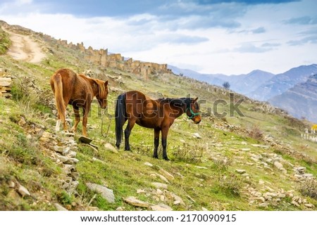 Horses in Dagestan, Russia. A herd in the mountains. Bay horse with a colt on green hills
