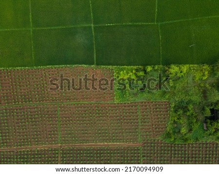 drone shot photo aerial view top angle bright day paddy rice fields fertile lands mountains cultivation agricultural area india tamilnadu madurai green plants natural scenery tropical country 
