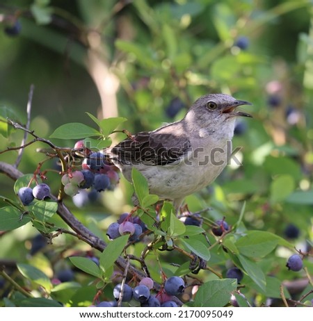 A handsome Mockingbird sings his song from his perch in a blueberry bush in summertime.